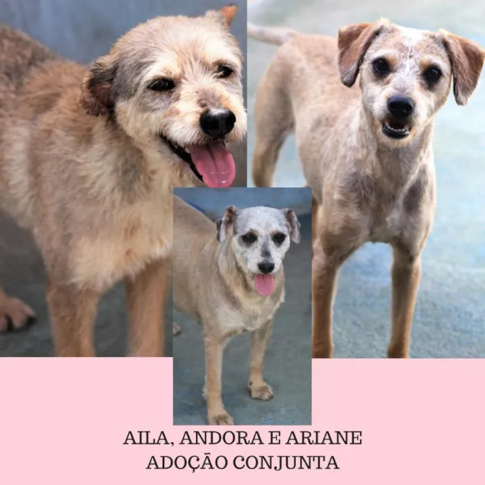 Cachorro ra a  idade  nome Aila, Andora, Ariane