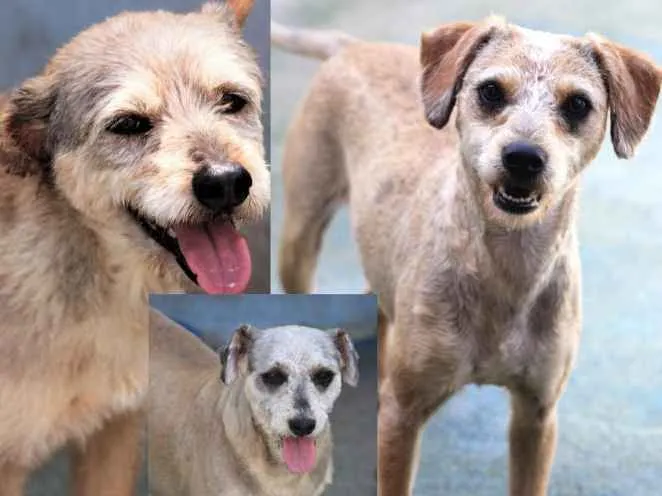Cachorro ra a  idade  nome Aila, Andora, Ariane