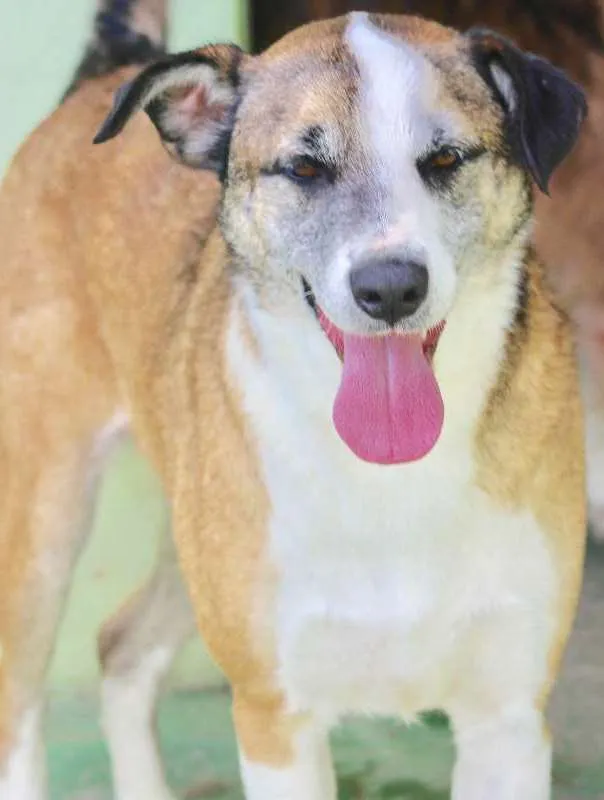 Cachorro raça  idade 4 anos nome Duque