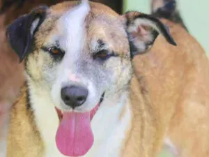 Cachorro raça  idade 4 anos nome Duque