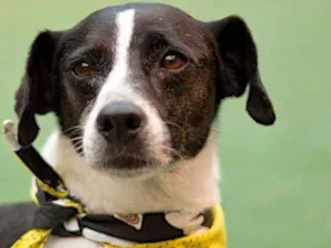 Cachorro raça  idade  nome Billy
