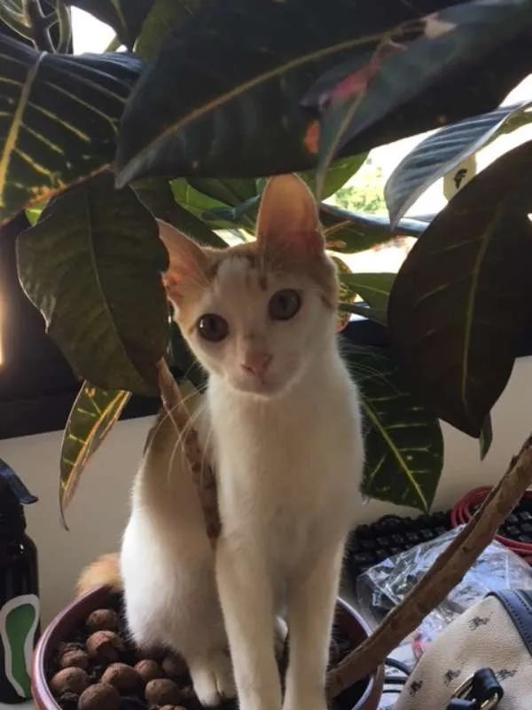 Gato ra a Srd idade 2 a 6 meses nome CORAÇÃOZINHO
