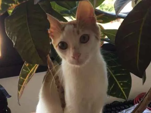 Gato ra a Srd idade 2 a 6 meses nome CORAÇÃOZINHO