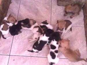 Cachorro raça Viralata idade Abaixo de 2 meses nome Ainda não tem nome