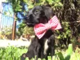 Chico