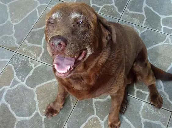 Cachorro ra a Labrador idade 6 ou mais anos nome Suzi