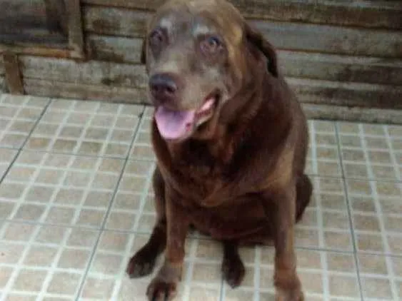 Cachorro ra a Labrador idade 6 ou mais anos nome Suzi