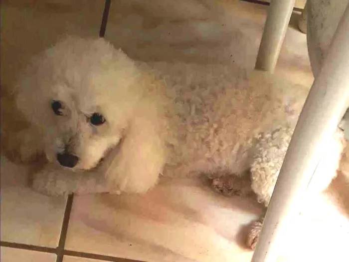 Cachorro ra a Poodle idade 6 ou mais anos nome Lara