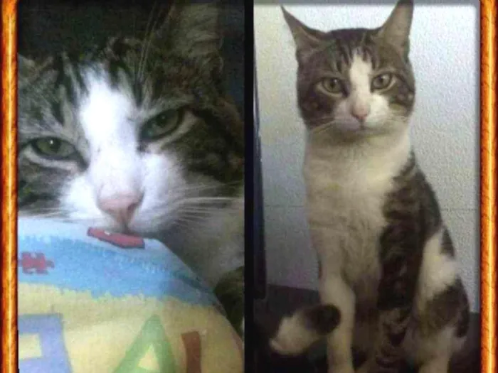 Gato raça S. R. D idade 1 ano nome Tom Tom