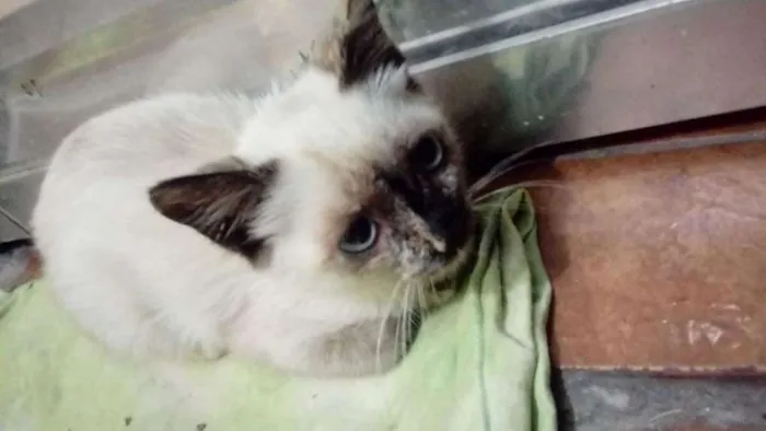 Gato ra a SRD idade Abaixo de 2 meses nome Nick