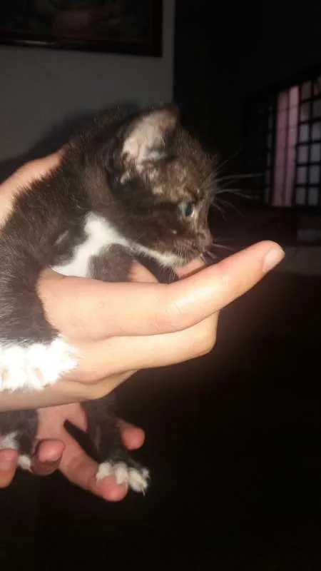 Gato raça Incerta idade Abaixo de 2 meses nome Não possui nome