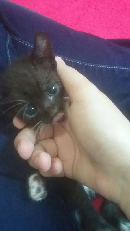 Gato raça Incerta idade Abaixo de 2 meses nome Não possui nome