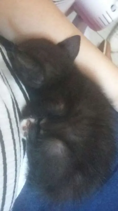 Gato raça Incerta idade Abaixo de 2 meses nome Não possui nome
