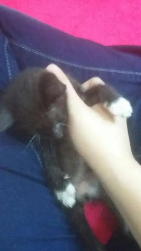 Gato raça Incerta idade Abaixo de 2 meses nome Não possui nome