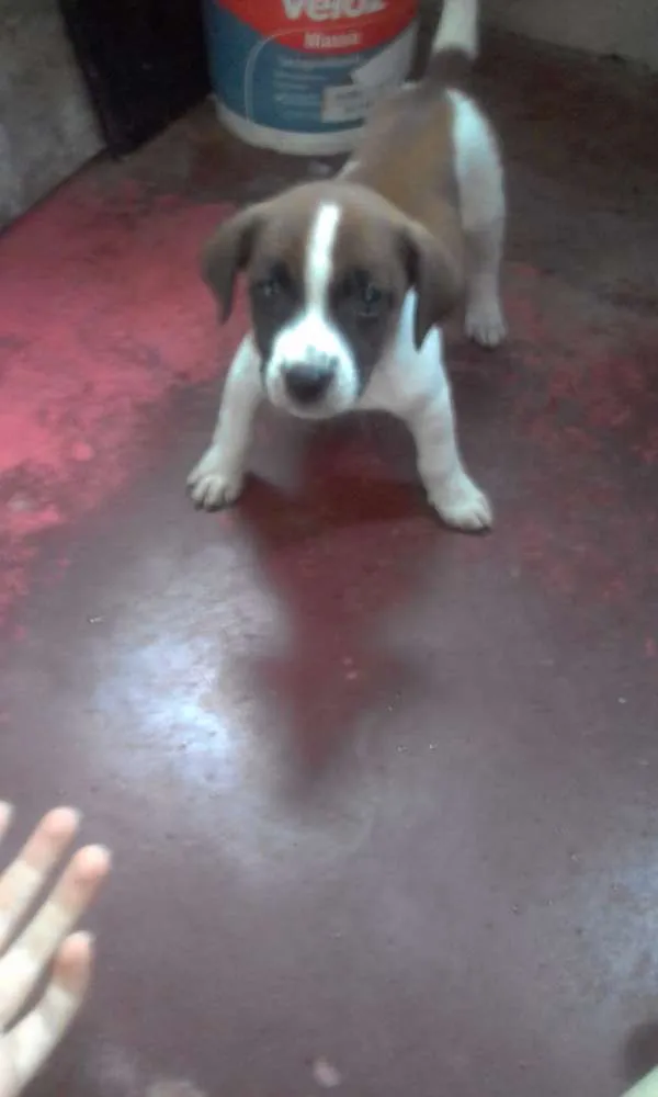 Cachorro raça Vira-lata (SRD) idade 2 a 6 meses nome Sem nome