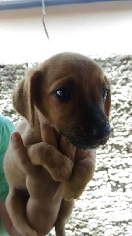 Cachorro raça  idade 2 a 6 meses nome eros