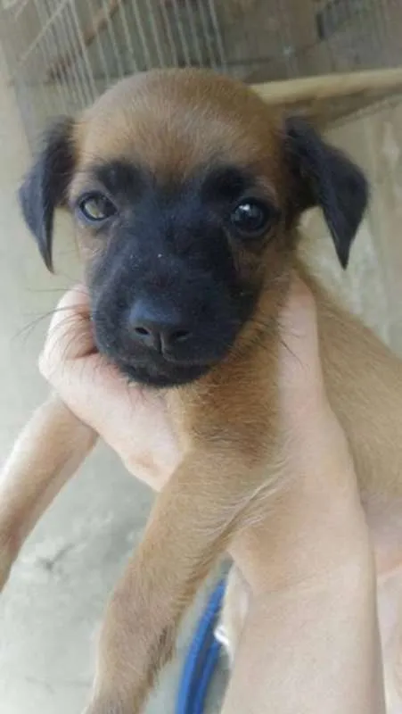 Cachorro raça  idade 2 a 6 meses nome eros