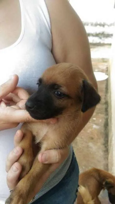Cachorro raça  idade 2 a 6 meses nome eros