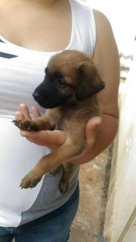 Cachorro raça  idade 2 a 6 meses nome eros