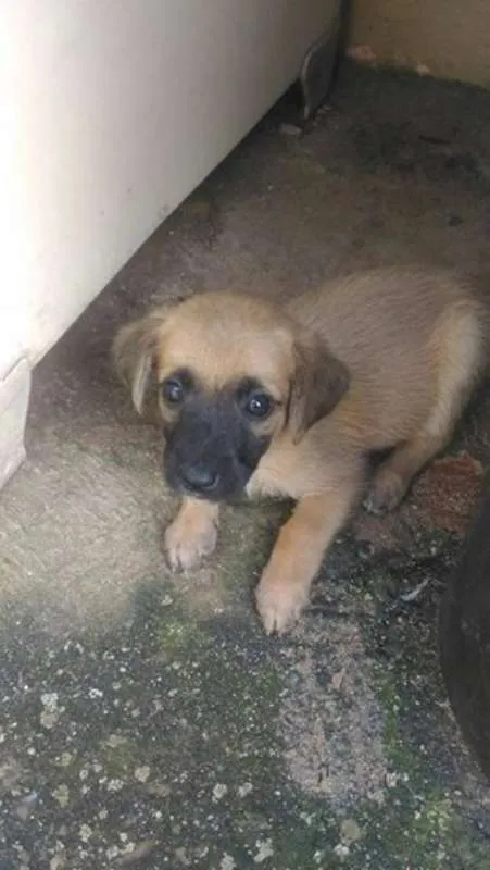 Cachorro raça  idade 2 a 6 meses nome eros
