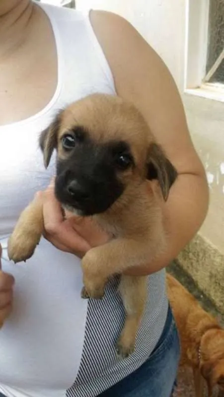 Cachorro raça  idade 2 a 6 meses nome eros