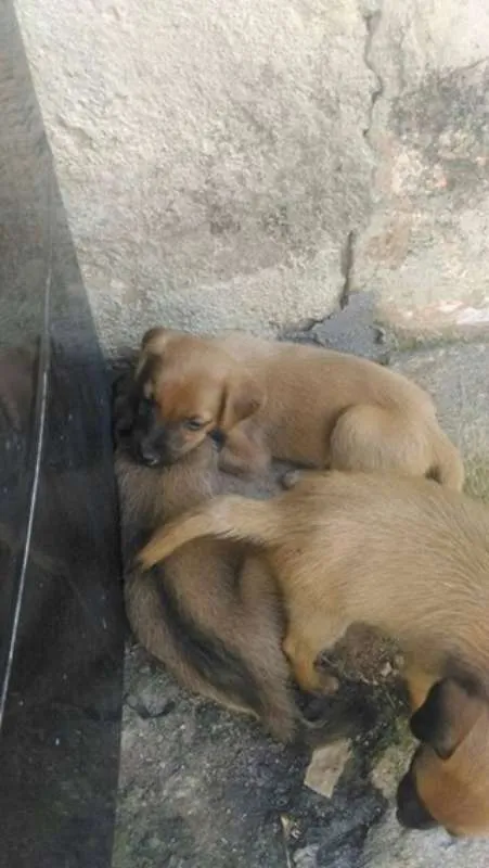 Cachorro raça  idade 2 a 6 meses nome eros
