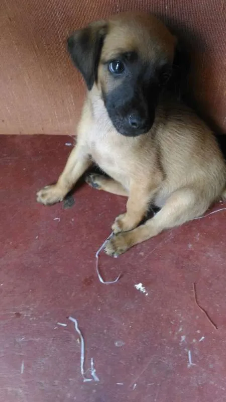 Cachorro raça  idade 2 a 6 meses nome eros
