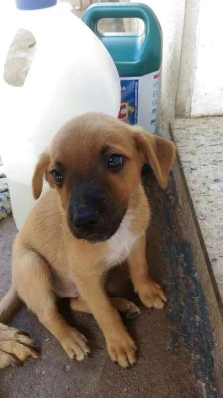 Cachorro raça  idade 2 a 6 meses nome eros