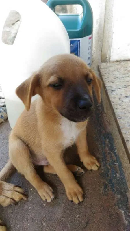 Cachorro raça  idade 2 a 6 meses nome eros