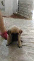 eros