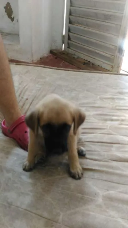 Cachorro raça  idade 2 a 6 meses nome eros