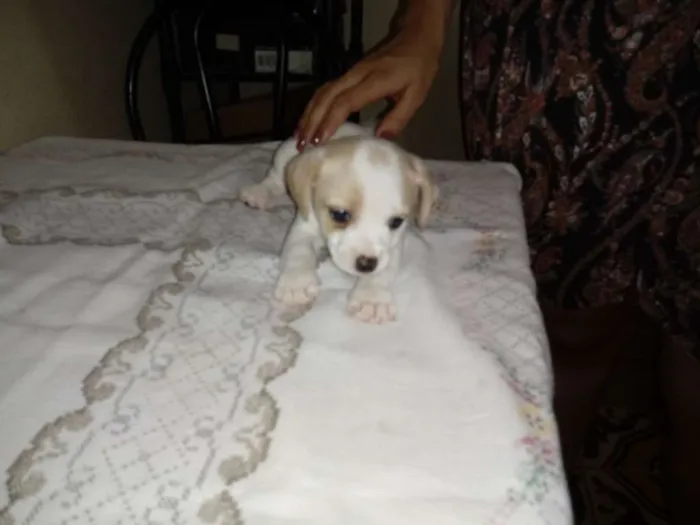 Cachorro ra a Vira lata  idade 2 a 6 meses nome Sem nome