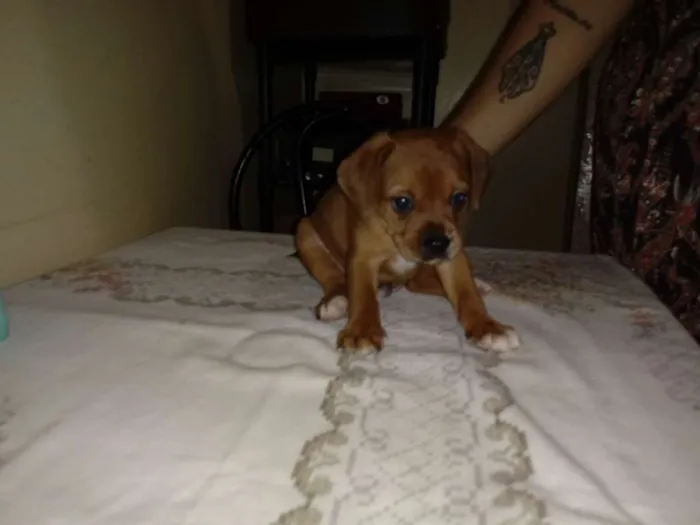 Cachorro ra a Vira lata  idade 2 a 6 meses nome Sem nome