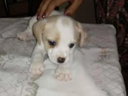 Cachorro ra a Vira lata  idade 2 a 6 meses nome Sem nome