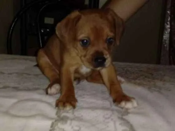 Cachorro ra a Vira lata  idade 2 a 6 meses nome Sem nome