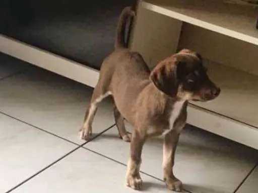 Cachorro raça vira lata idade 2 a 6 meses nome Sem nome 