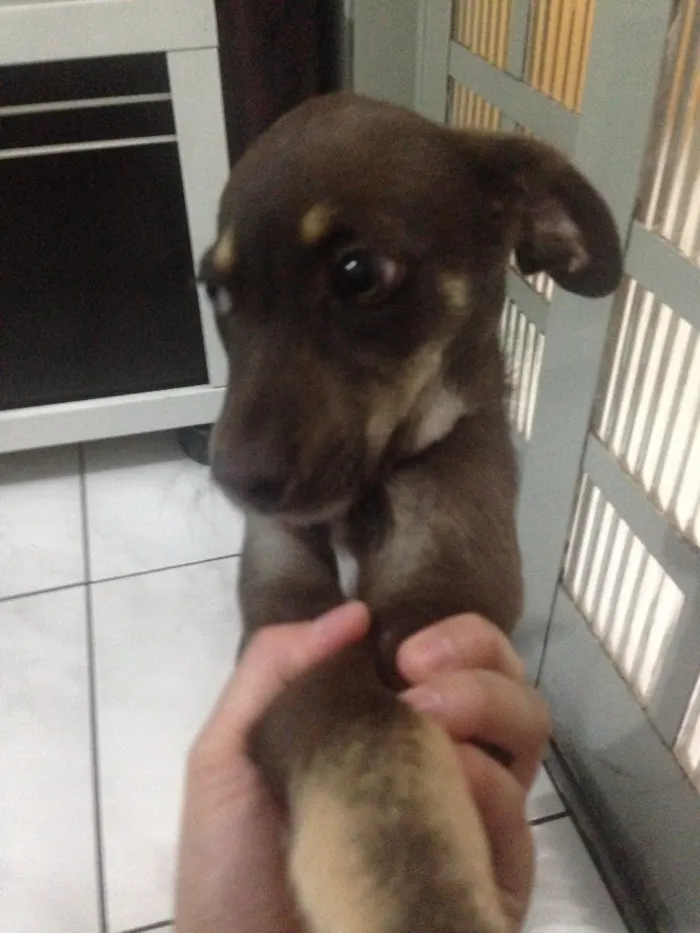 Cachorro raça vira lata idade 2 a 6 meses nome Sem nome 
