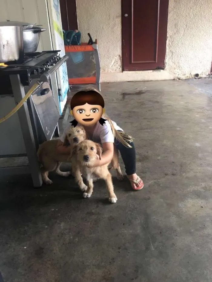 Cachorro ra a Vira lata idade 2 a 6 meses nome Fred e marley