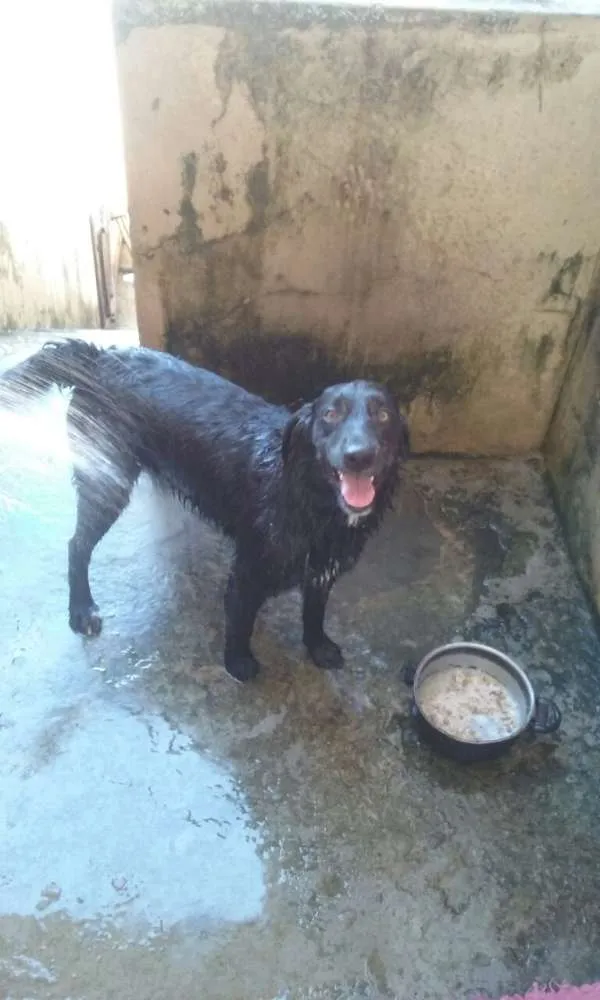 Cachorro ra a Não sei idade 1 ano nome Mailon