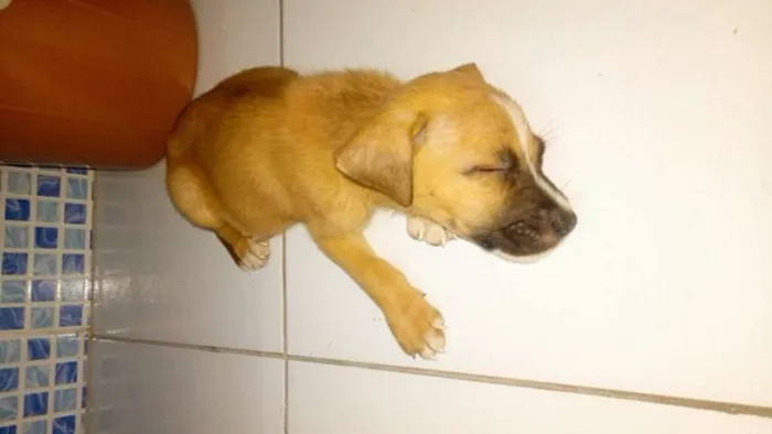 Cachorro ra a Vira Lata idade 2 a 6 meses nome Não tem nome