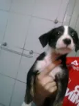 Cebolinha 