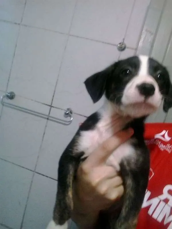 Cachorro ra a vira lata  idade Abaixo de 2 meses nome Cebolinha 