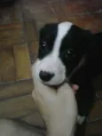 Cebolinha