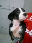 Cebolinha