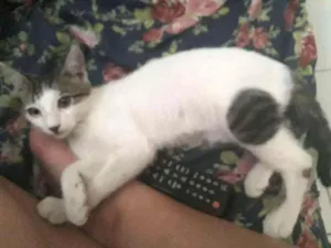 Gato raça não tem idade 2 a 6 meses nome Nao tem