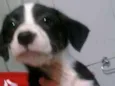 Cebolinha