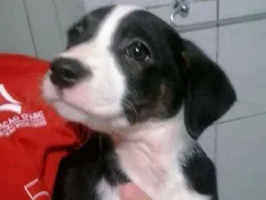 Cachorro raça vira lata  idade Abaixo de 2 meses nome Cebolinha 