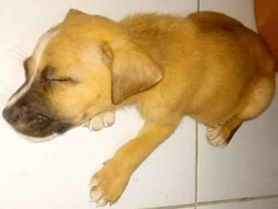 Cachorro ra a Vira Lata idade 2 a 6 meses nome Não tem nome
