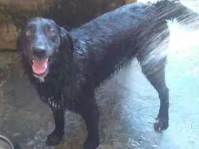 Cachorro raça Não sei idade 1 ano nome Mailon