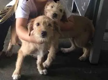 Cachorro ra a Vira lata idade 2 a 6 meses nome Fred e marley